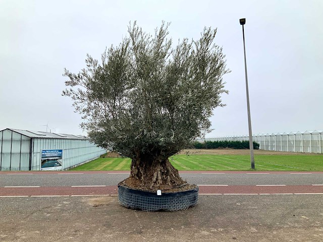 Olijfboom (olea europaea lessini) - afbeelding 1 van  1