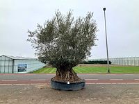 Olijfboom (olea europaea lessini) - afbeelding 1 van  1