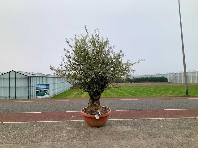 Olijfboom (olea europaea lessini) - afbeelding 1 van  1