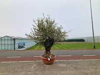 Olijfboom (olea europaea lessini) - afbeelding 1 van  1