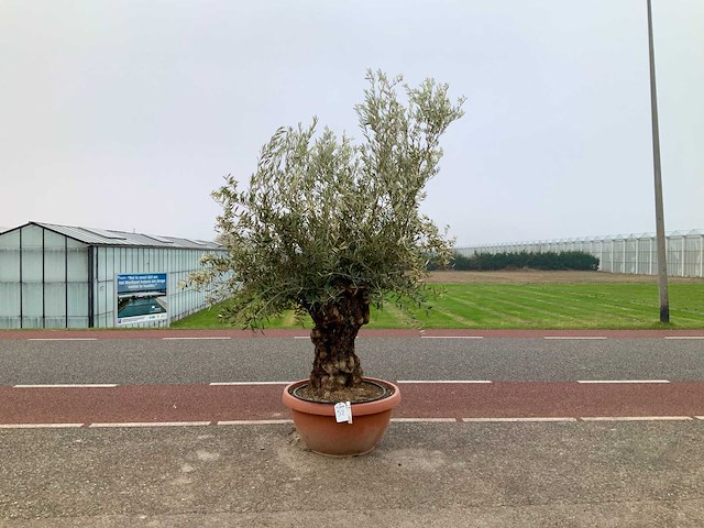 Olijfboom (olea europaea lessini) - afbeelding 1 van  1
