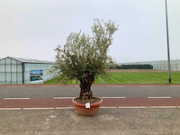 Olijfboom (olea europaea lessini) - afbeelding 1 van  1