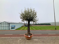 Olijfboom (olea europaea lessini) - afbeelding 1 van  1