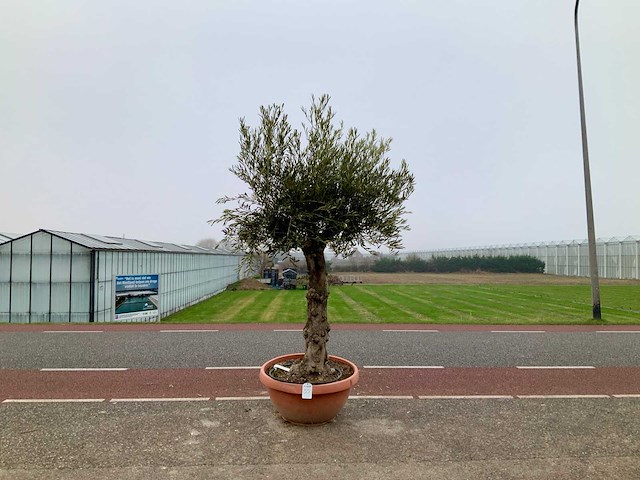 Olijfboom (olea europaea lessini) - afbeelding 1 van  1