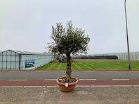 Olijfboom (olea europaea lessini) - afbeelding 1 van  1