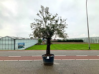 Olijfboom (olea europaea lessini) - afbeelding 1 van  1