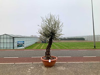 Olijfboom (olea europaea lessini) - afbeelding 1 van  1