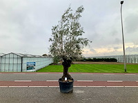 Olijfboom (olea europaea lessini) - afbeelding 1 van  1