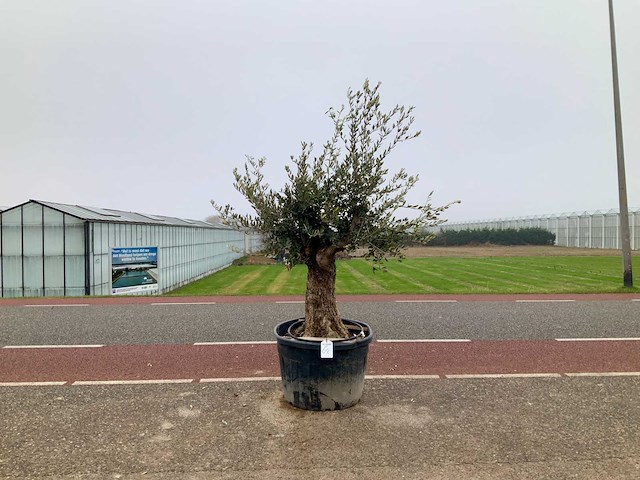 Olijfboom (olea europaea lessini) - afbeelding 1 van  1