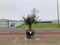 Olijfboom (olea europaea lessini) - afbeelding 1 van  1