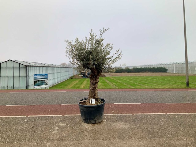 Olijfboom (olea europaea lessini) - afbeelding 1 van  1