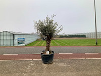 Olijfboom (olea europaea lessini) - afbeelding 1 van  1