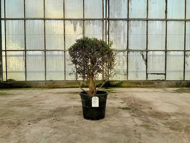 Olijfboom (olea europaea lessini) - afbeelding 1 van  1