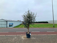 Olijfboom (olea europaea lessini) - afbeelding 1 van  1