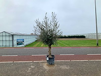 Olijfboom (olea europaea lessini) - afbeelding 1 van  1