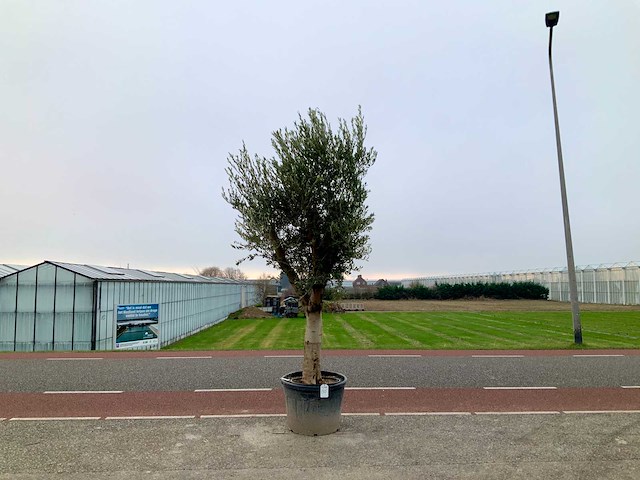 Olijfboom (olea europaea lessini) - afbeelding 1 van  1