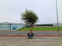 Olijfboom (olea europaea lessini) - afbeelding 1 van  1