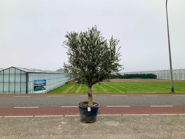 Olijfboom (olea europaea lessini) - afbeelding 1 van  1