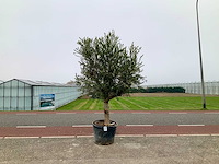Olijfboom (olea europaea lessini) - afbeelding 1 van  1