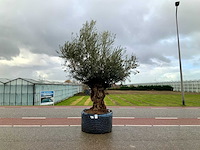 Olijfboom (olea europaea lessini) - afbeelding 1 van  1