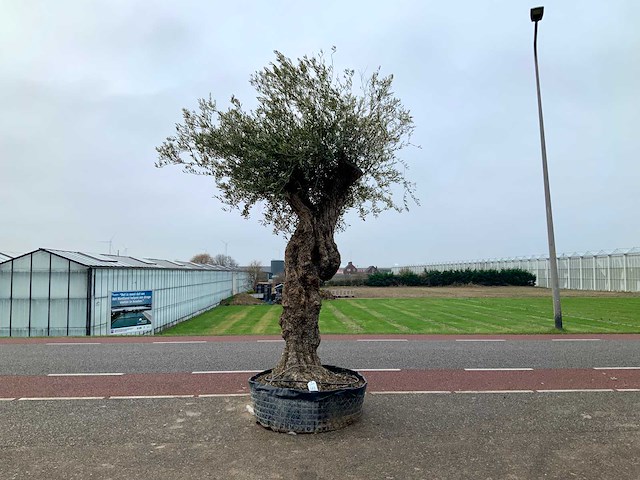 Olijfboom (olea europaea lessini) - afbeelding 1 van  1