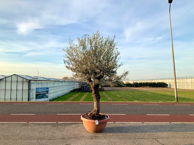 Olijfboom (olea europaea lessini) - afbeelding 1 van  1