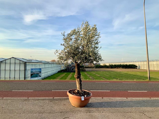 Olijfboom (olea europaea lessini) - afbeelding 1 van  1