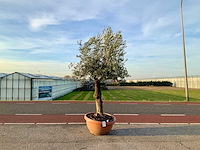 Olijfboom (olea europaea lessini) - afbeelding 1 van  1