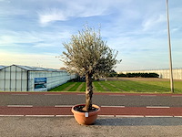 Olijfboom (olea europaea lessini) - afbeelding 1 van  1