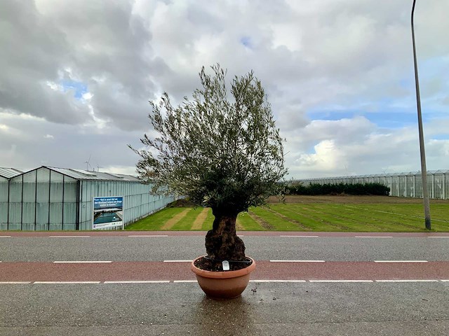 Olijfboom (olea europaea lessini) - afbeelding 1 van  1