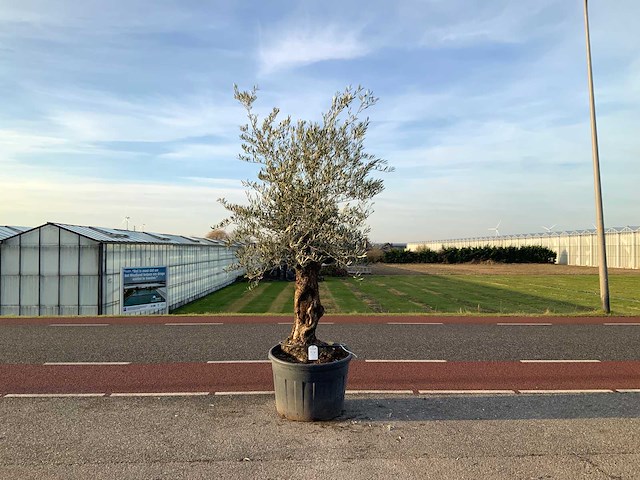 Olijfboom (olea europaea lessini) - afbeelding 1 van  1