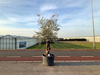 Olijfboom (olea europaea lessini) - afbeelding 1 van  1