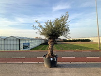 Olijfboom (olea europaea lessini) - afbeelding 1 van  1