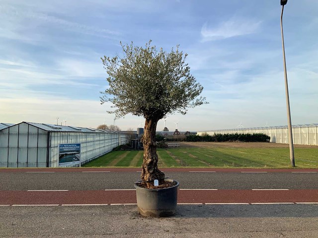 Olijfboom (olea europaea lessini) - afbeelding 1 van  1