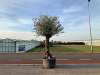 Olijfboom (olea europaea lessini) - afbeelding 1 van  1