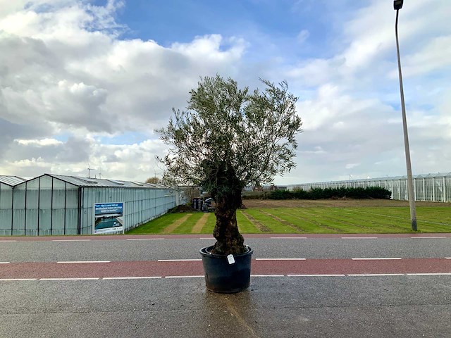 Olijfboom (olea europaea lessini) - afbeelding 1 van  1
