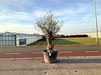 Olijfboom (olea europaea lessini) - afbeelding 1 van  1