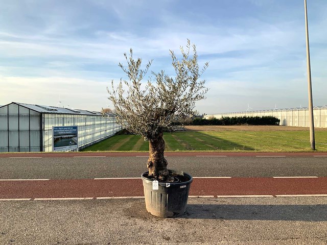 Olijfboom (olea europaea lessini) - afbeelding 1 van  1