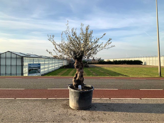 Olijfboom (olea europaea lessini) - afbeelding 1 van  1
