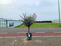 Olijfboom (olea europaea lessini) - afbeelding 1 van  1