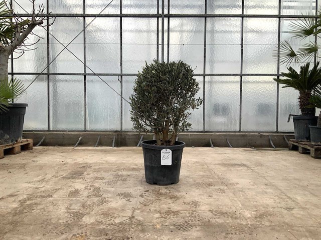 Olijfboom (olea europaea lessini) - afbeelding 1 van  1