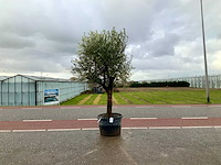Olijfboom (olea europaea lessini) - afbeelding 1 van  1