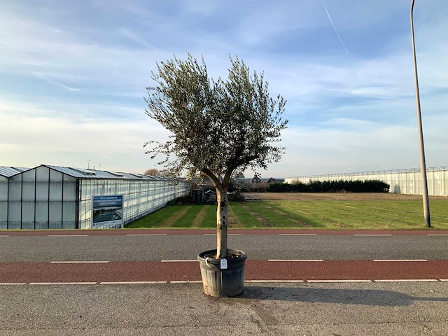 Olijfboom (olea europaea lessini) - afbeelding 1 van  1