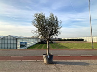 Olijfboom (olea europaea lessini) - afbeelding 1 van  1