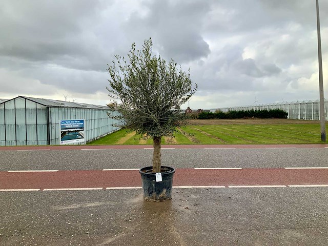 Olijfboom (olea europaea lessini) - afbeelding 1 van  1