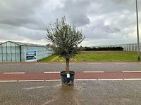 Olijfboom (olea europaea lessini) - afbeelding 1 van  1