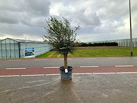 Olijfboom (olea europaea lessini) - afbeelding 1 van  1