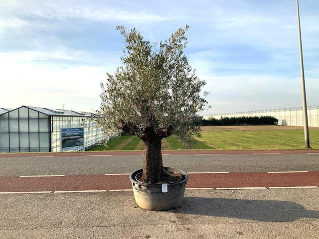 Olijfboom (olea europaea lessini) - afbeelding 1 van  1