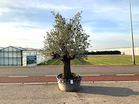 Olijfboom (olea europaea lessini) - afbeelding 1 van  1