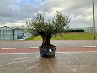 Olijfboom (olea europaea lessini) - afbeelding 1 van  1
